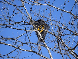 kite-in-tree-2152666_1920.jpg