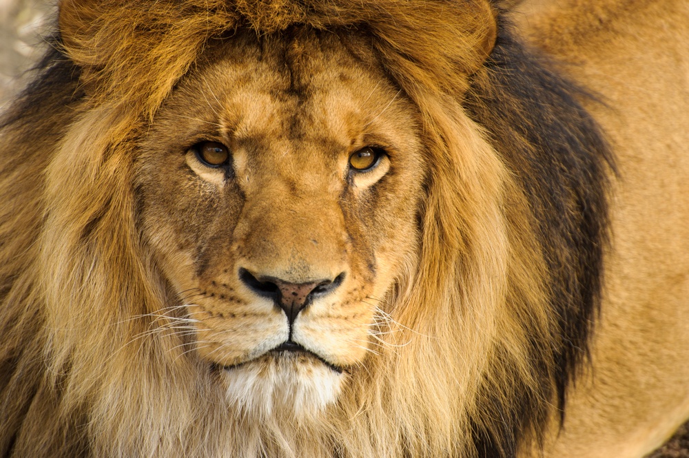 From HubSpot Sales LION to Lion Trainer